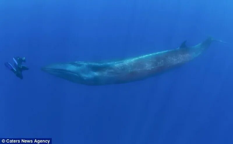 Самый большой кит размеры и вес. Голубой кит 33 метра. Голубой кит и человек. Размер кита и человека. Синий кит и человек Размеры.
