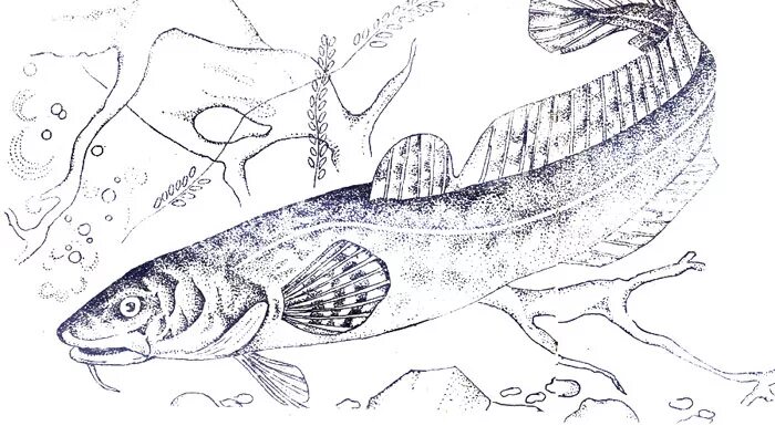 Налим рисунок. Налим Байкальский. Налим Чехов рисунок. Налим контур. Налим Чехова