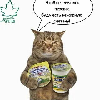 Коты бро