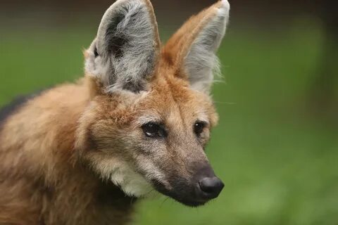 Животные астана