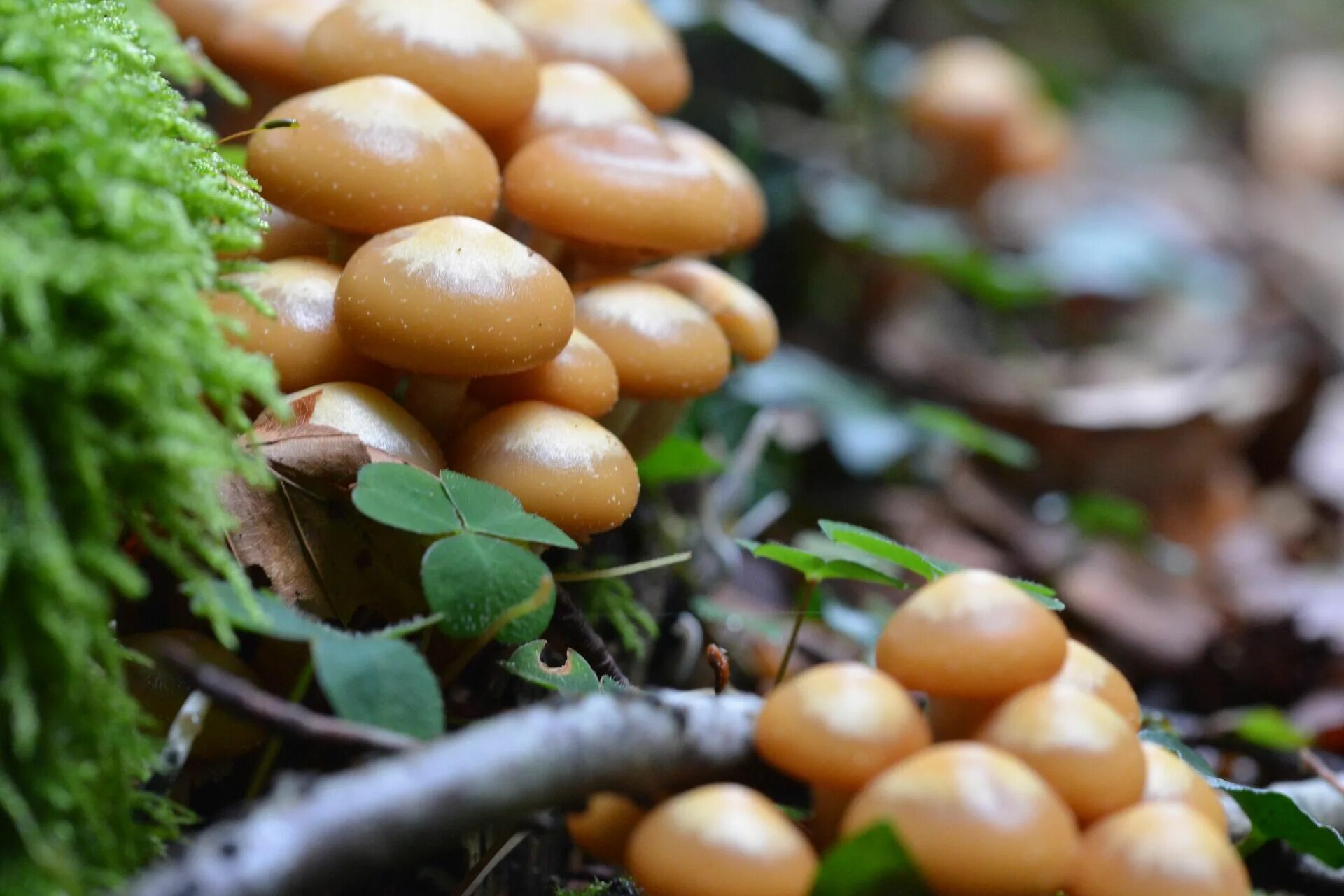 Летний опенок Kuehneromyces mutabilis. Опята намеко. Опенок летний (kuehnerоmyces mutаbilis).. Опёнок осенний. Когда растут грибы в лесу