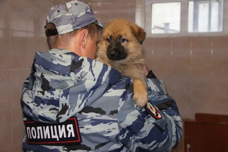 Помощь кинолога