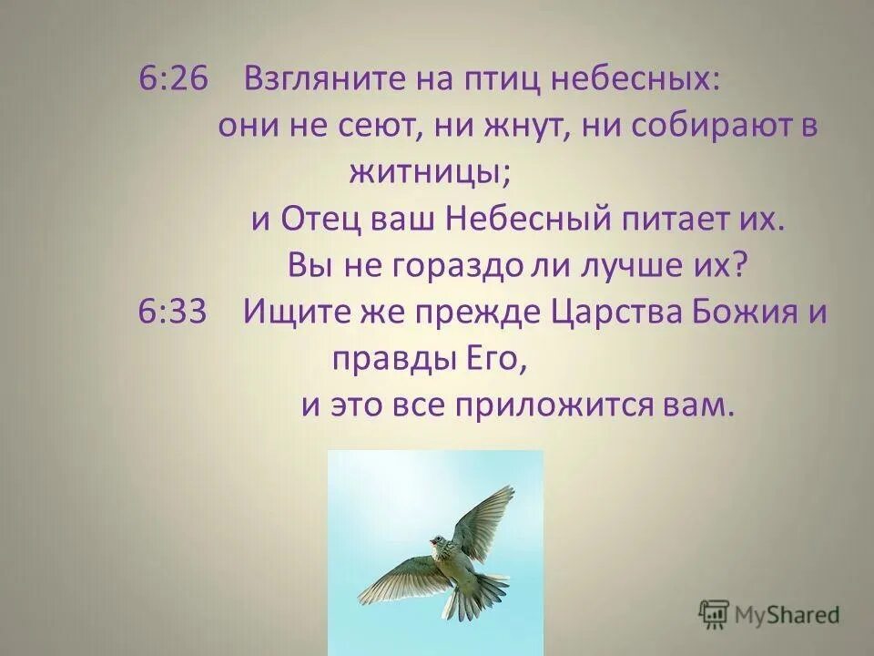 Взгляните на птиц небесных. Цитаты из Библии птицы. Птицы небесные не сеют не жнут. Взгляните на птиц небесных они ни сеют ни жнут.