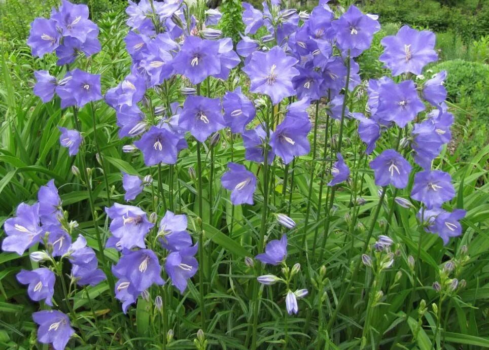 Садовые колокольчики. Колокольчик персиколистный (Campanula persicifolia). Колокольчик персиколистный (Campanula persicifolia l.). Колокольчик персиколистный (Campanula persicifolia `Takion Blue`). Колокольчик "Ажур Бьюти" (персиколистный махровый синий).