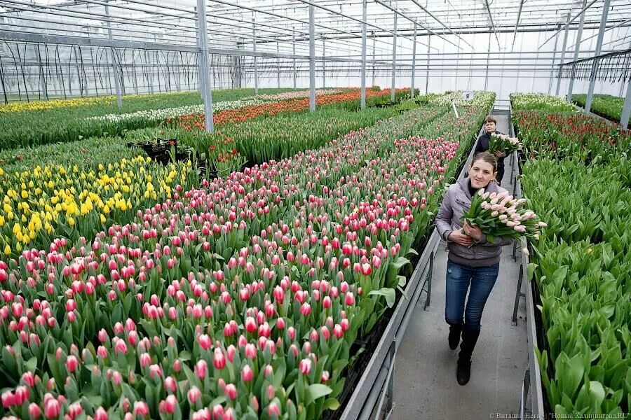 Питомник тюльпанов. Фабрика выращивания тюльпанов. Тюльпаны в Калининграде. Можно ли 9 тюльпанов