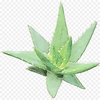 Skin plants