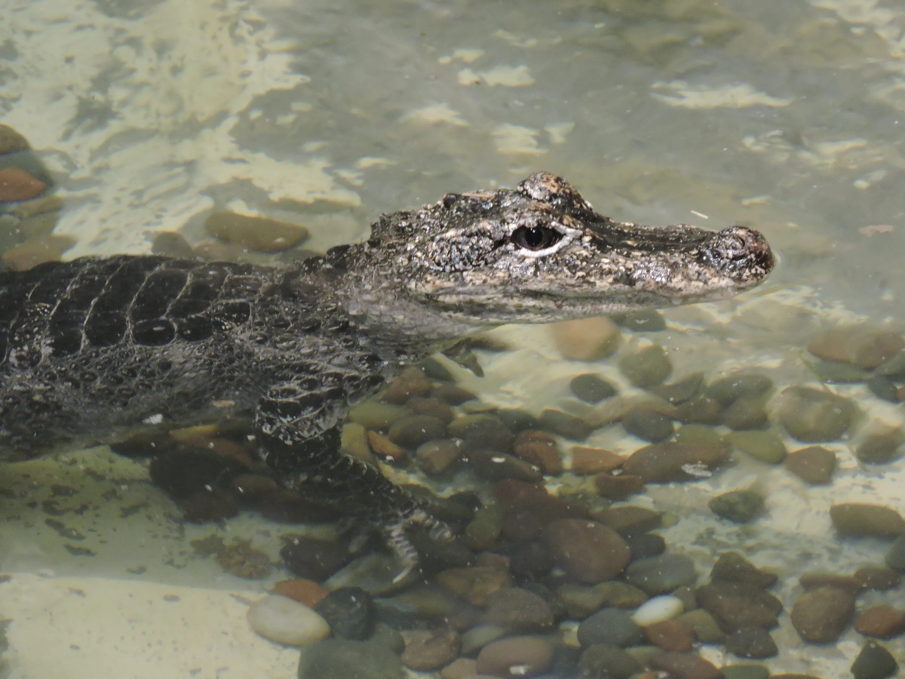 Рептилии живущие в воде. Гавриловский крокодил. Крокодил Земноводный. Тритон Аллигатор. Аллигатор Земноводный ?.