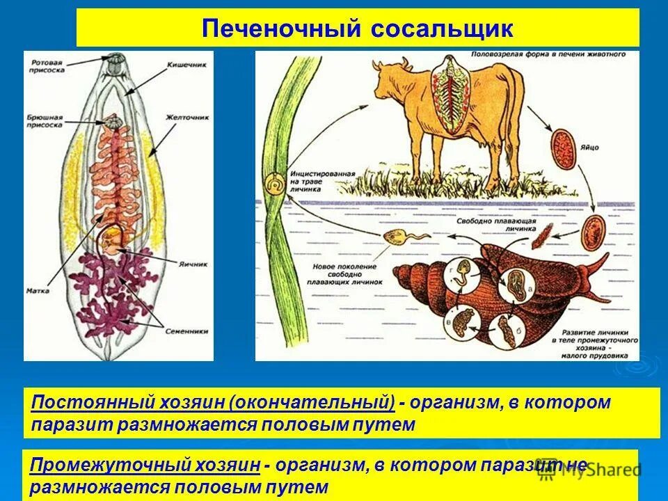 Окончательный хозяин печеночного сосальщика. Промежуточн хощяин печен сосальщик. Основной и промежуточный хозяин печеночного сосальщика. Прудовик промежуточный хозяин сосальщика