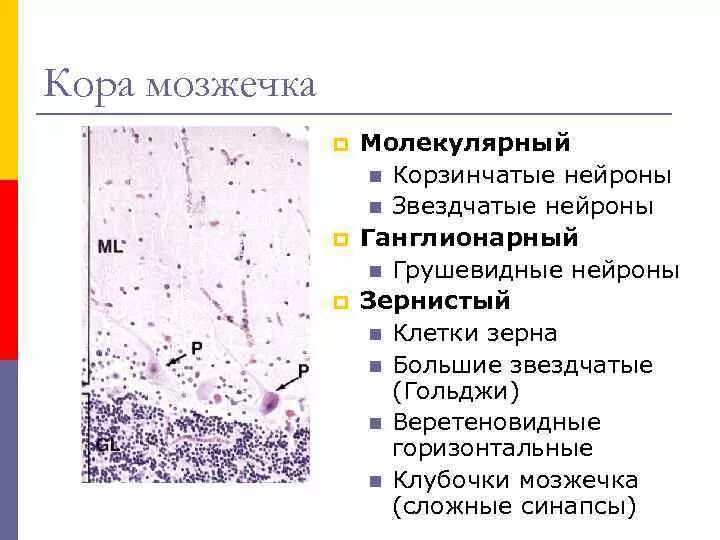 Ткань мозжечка. Мозжечок гистология препарат. Клетки Пуркинье гистология. Строение мозжечка гистология. Клетки коры мозжечка гистология.