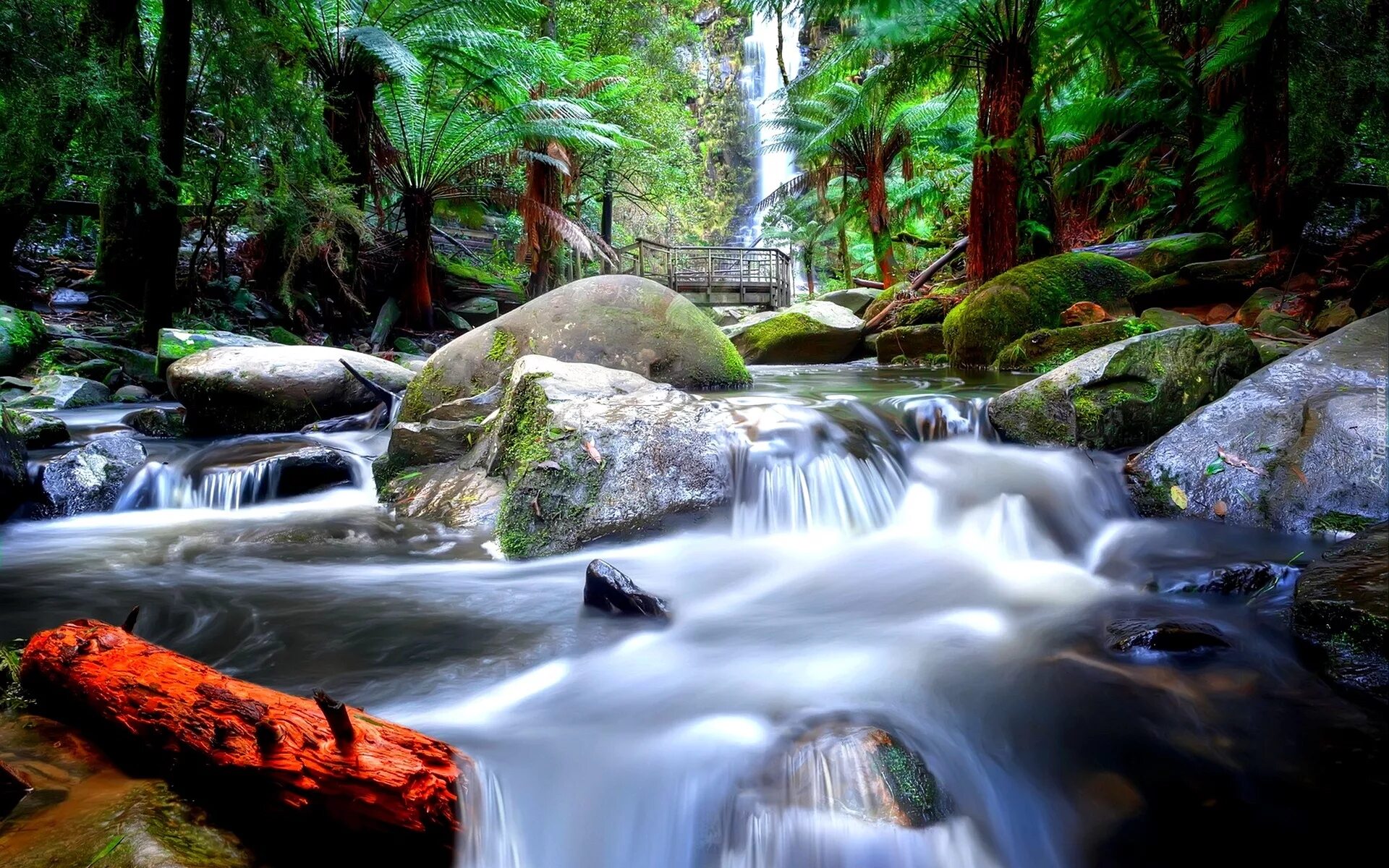 Водопад Erskine Falls. Живые обои. Фон для рабочего стола водопад. Природа 3д. Поменялся рабочий стол