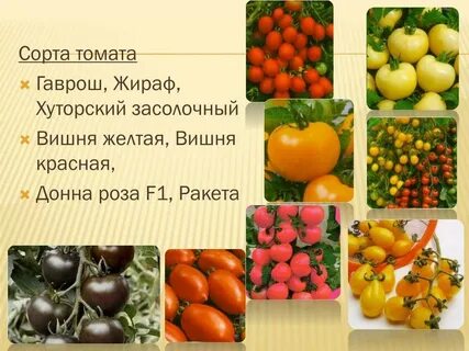 Томаты желтая вишня описание сорта фото отзывы
