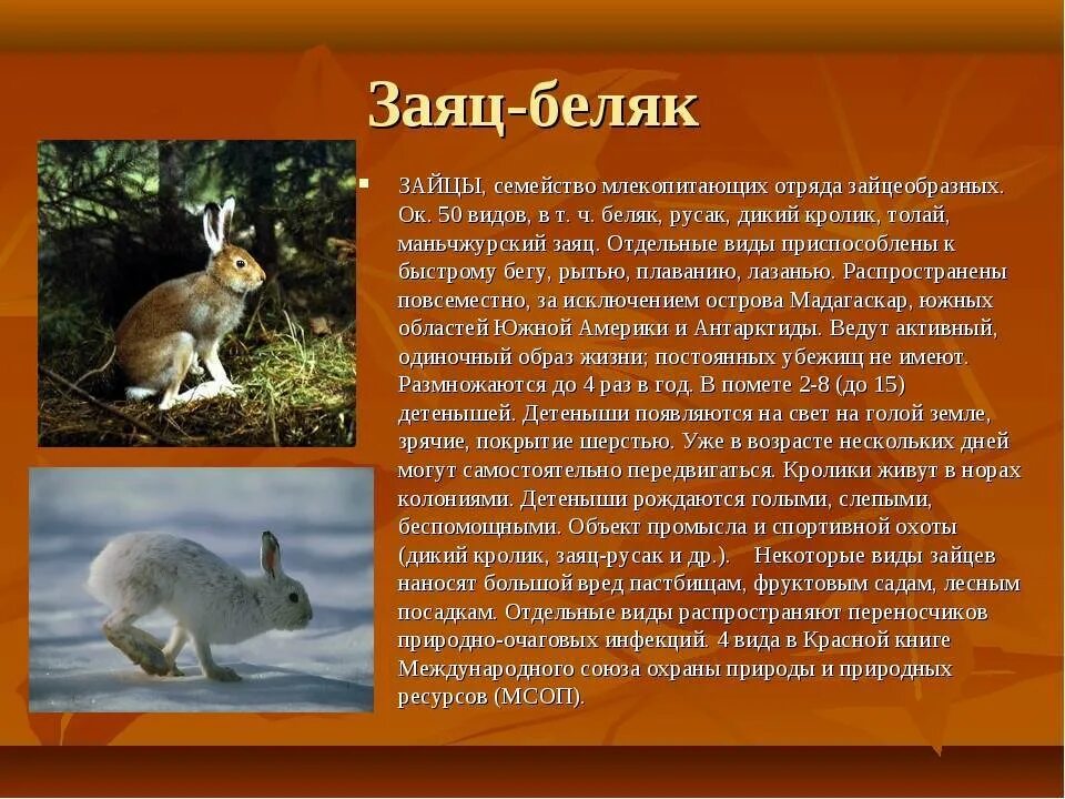 К какому отряду относится заяц. Заяц русак беляк тумак. сообщение о животных краснодарского края. заяц краснодарского края описание. заяц беляк.