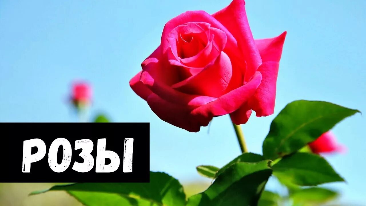 Получить розу во сне