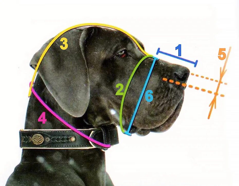 Как подобрать намордник по размеру. Мерки для намордника. Правильный намордник для собаки. Замеры для намордника собаки. Подобрать намордник для собаки.