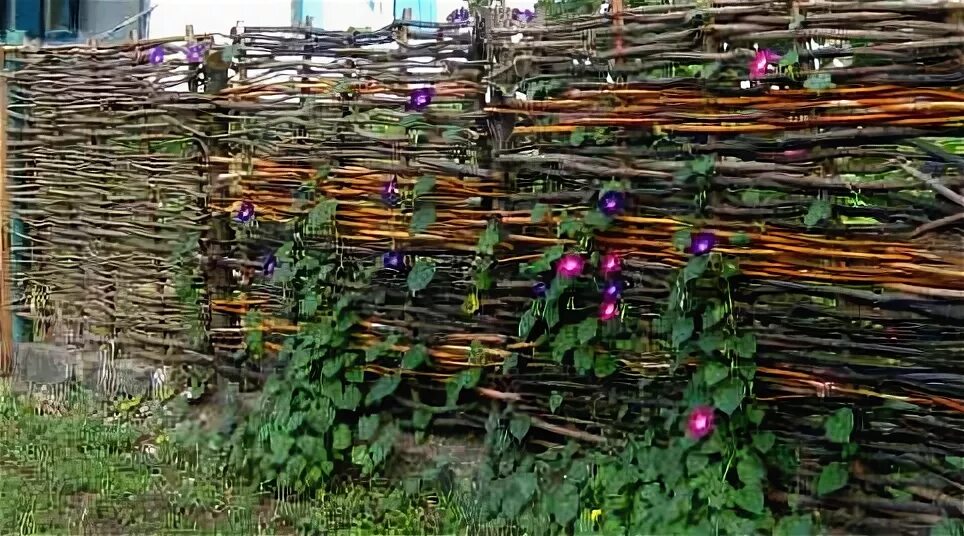 Ал тын. Ал тын. Забор плетень из веток. Декоративный плетень. Плетеные заборы для дачи.