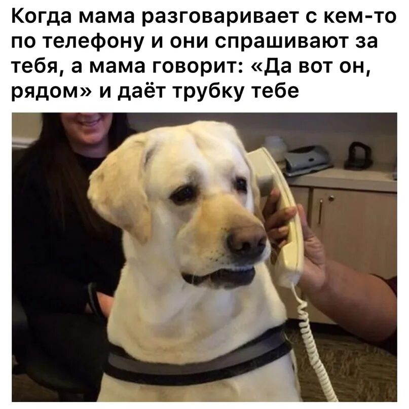 Звонят и говорят трубку не берет. Возьми трубку. никогда не берите трубку с незнакомых номеров возможно это знакомые. собака взяла трубку. жизнь коротка возьми и позвони.