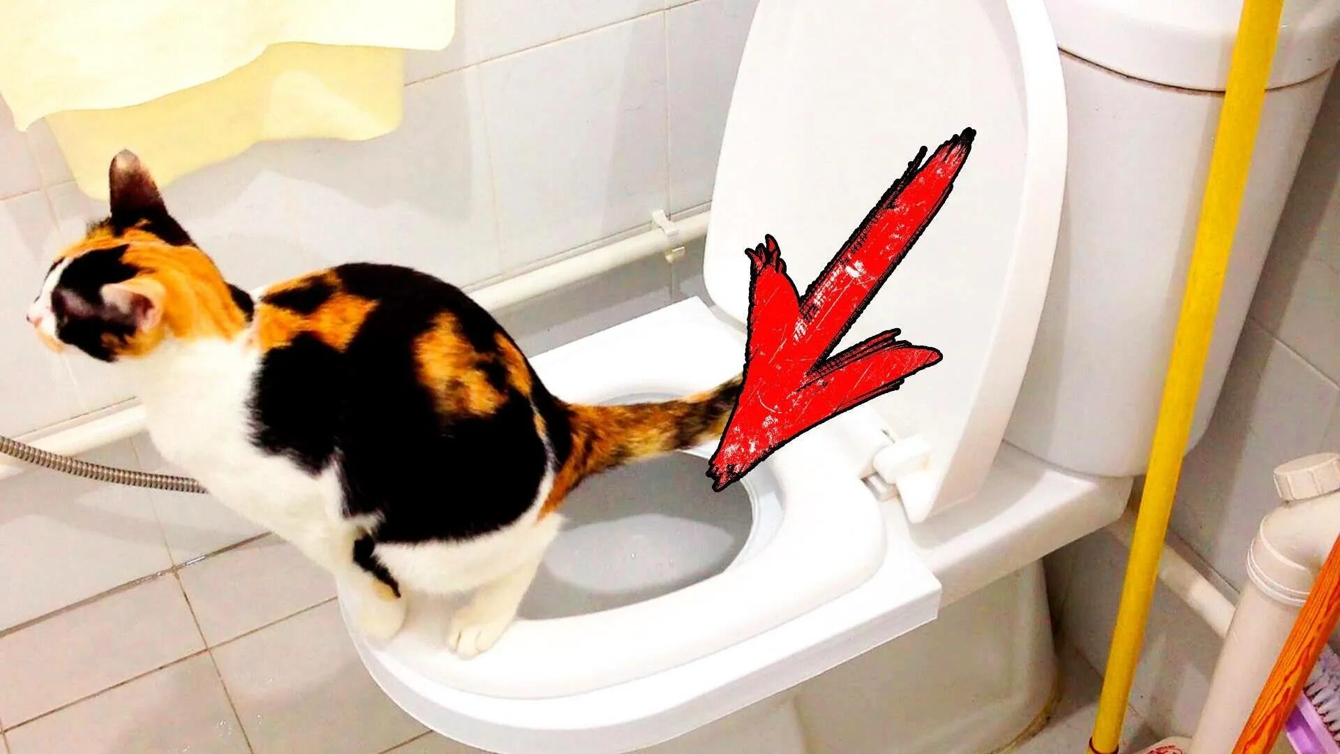 Кот на унитазе. Туалет для кошек. Кот в туалете. Унитаз для кошек. Кот пописал не в лоток