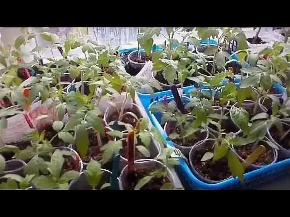 Удобрение чтобы рассада не вытягивалась. Тыква рассада вытянулась. тыква рассада переросла. рассада кабачков вытянулась. рассада помидор вытянулась что делать.