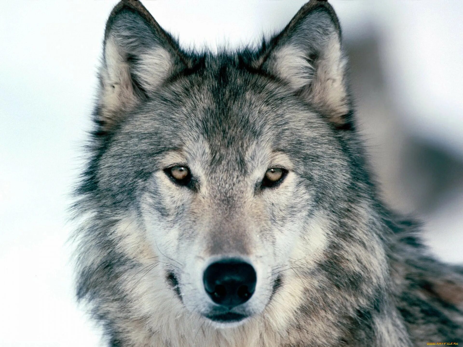 Волк canis Lupus. Волк серый обыкновенный. Морда волка. Красивый волк.