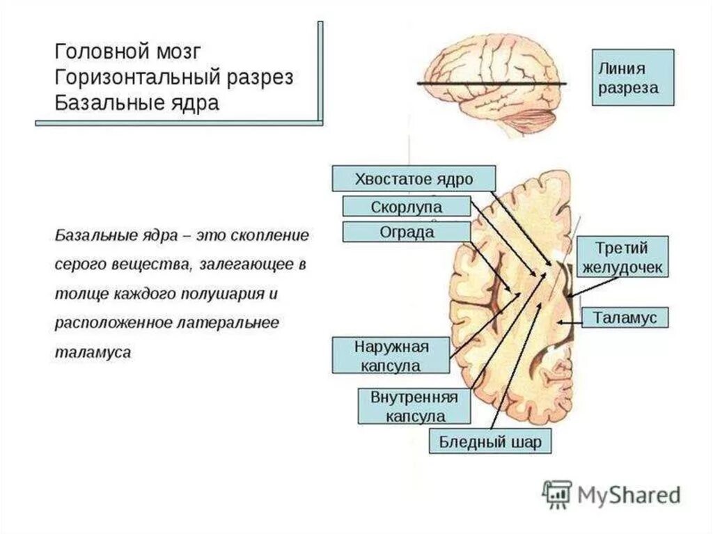 Конечный мозг базальные ядра структуры. Строение базальных ядер головного мозга. Базальные подкорковые ядра головного мозга. Изменение в базальных отделах