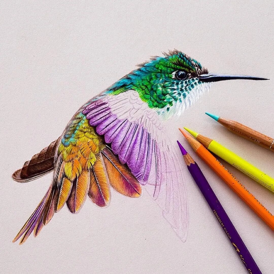 Интересные цветными карандашами. Рисунки цветными карандашами. Птицы цветными карандашами. Карандаши цветные. Рисование птиц цветными карандашами.