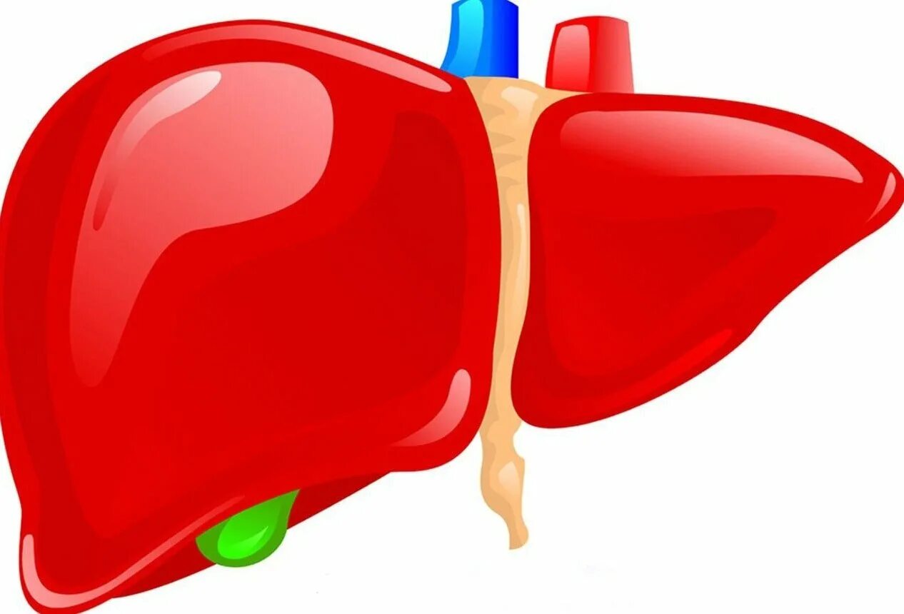 Печень рисунок. Печень нарисовать.