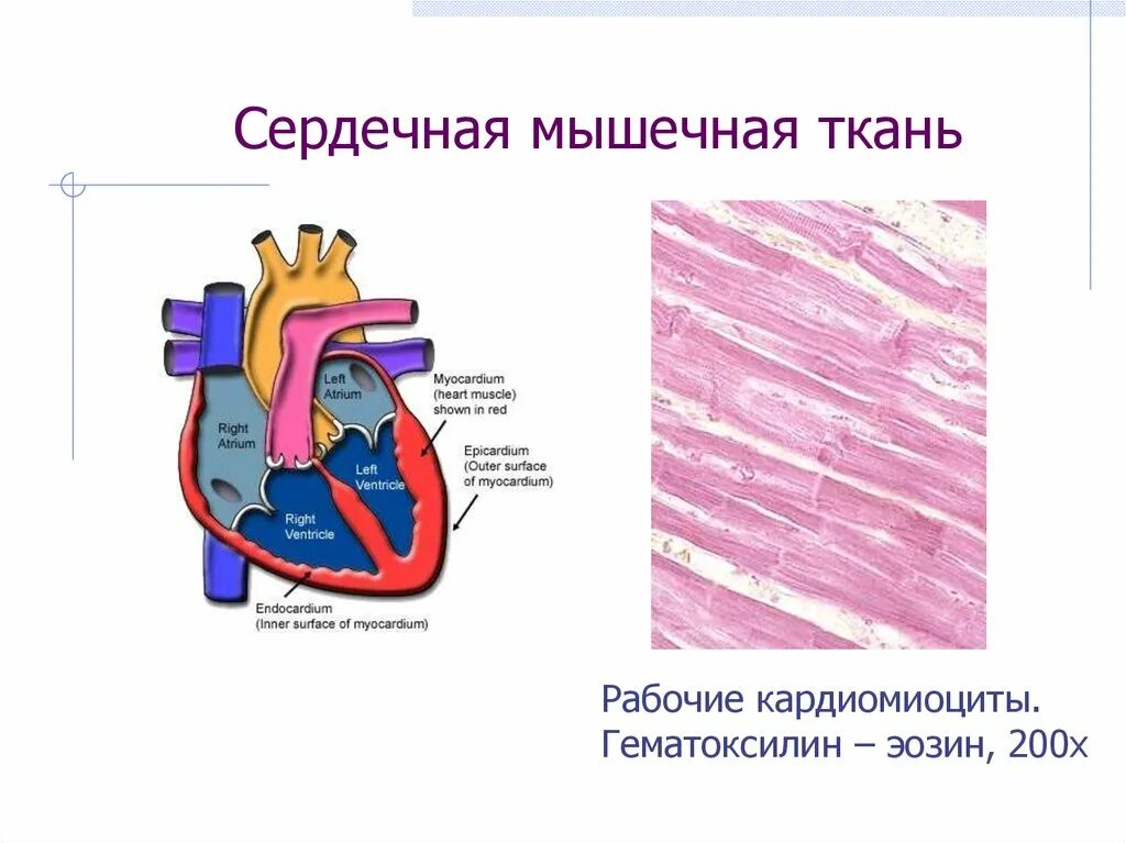 Сердечная мышца ткань. Строение сердечной мышцы. Строение сердечная мышци. Сердечная мышечная ткань рисунок