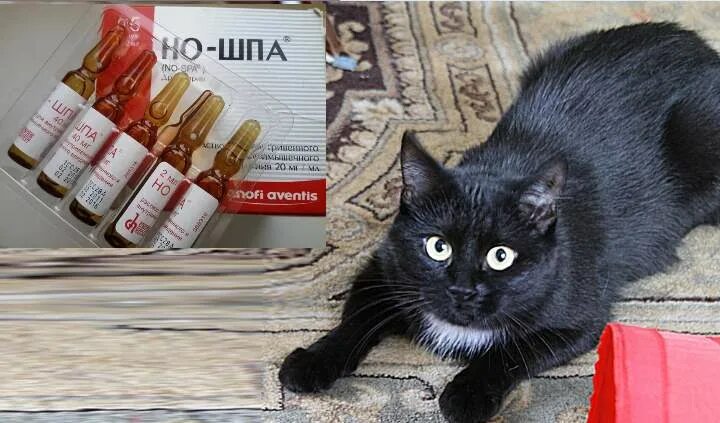 Можно ли котам ношпу в таблетках