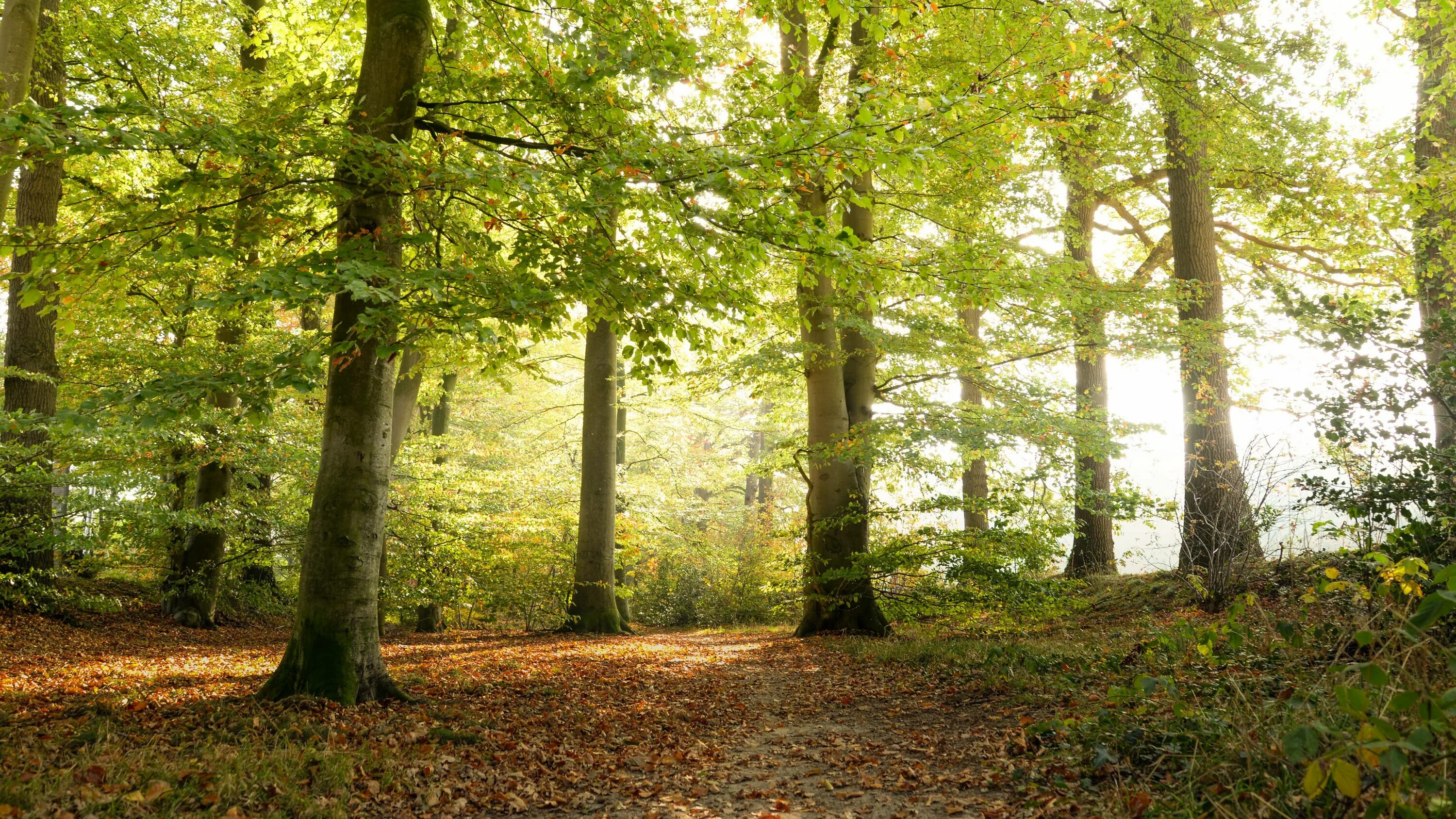 Форест новатрек велосипед 16. Фон леса. Леса германии. Деревья леса. Novatrack forest 20.