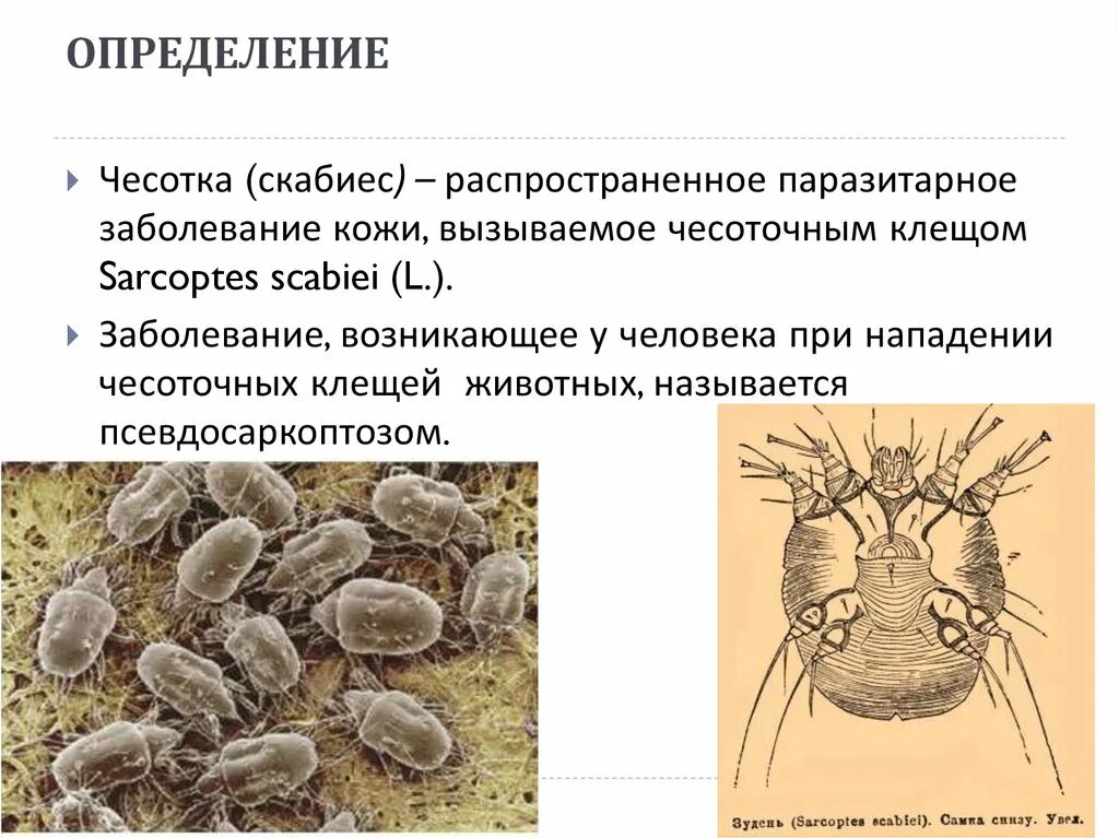 Сколько живет чесоточный. Чесоточный зудень следы. Чесоточный зудень инвазионная стадия. Чесоточный зудень способ заражения.