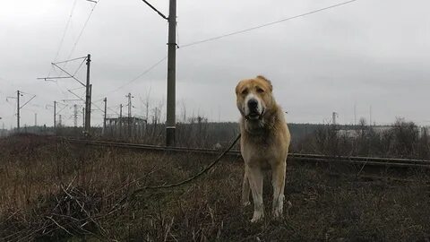 Собаки в узловой