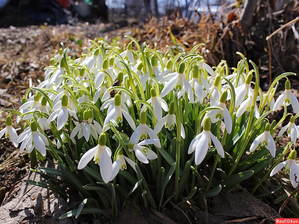 Подснежник википедия. Подснежник борткевича. Галантус широколистный. Подснежник галантус. Первоцвет весенний галантус.