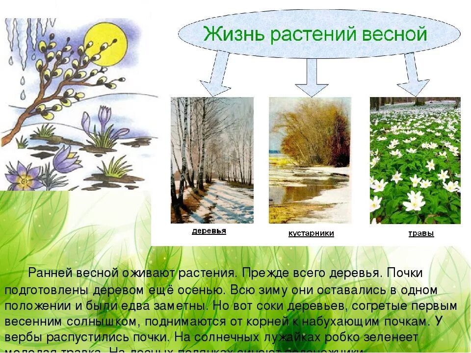 Изменения в жизни растений весной. Растения весной для дошкольников. Весенние изменения в жизни растений. Природа весной для дошкольников. Весенние явления природы 2 класс окружающий мир