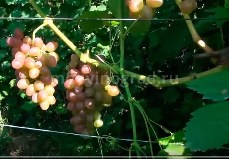 Виноград геракл отзывы. Виноград фуджиминори описание сорта. Виноград монарх фото и описание. Геракл виноград описание. Сорт винограда геракл.
