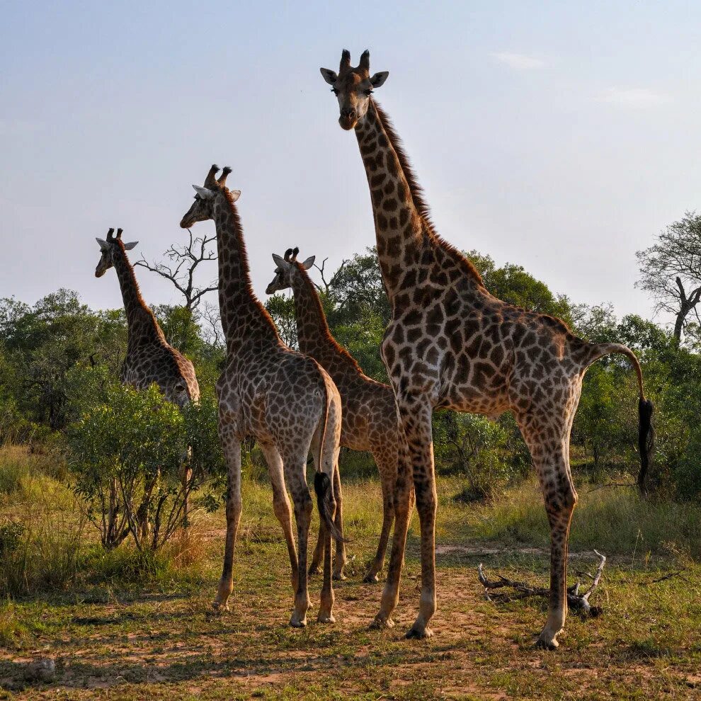 Африканская Саванна Жирафы. Родезийский Жираф. Отряд парнокопытные Жираф. Африканский парнокопытный Жираф.
