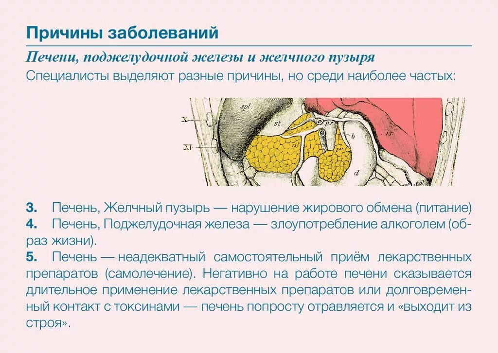 Жировые изменения печени и поджелудочной железы. Профилактика желчного пузыря и поджелудочной железы. Печень и поджелудочная железа. Профилактика для поджелудочной железы и печени. Лекарства для желчного пузыря и поджелудочной железы.