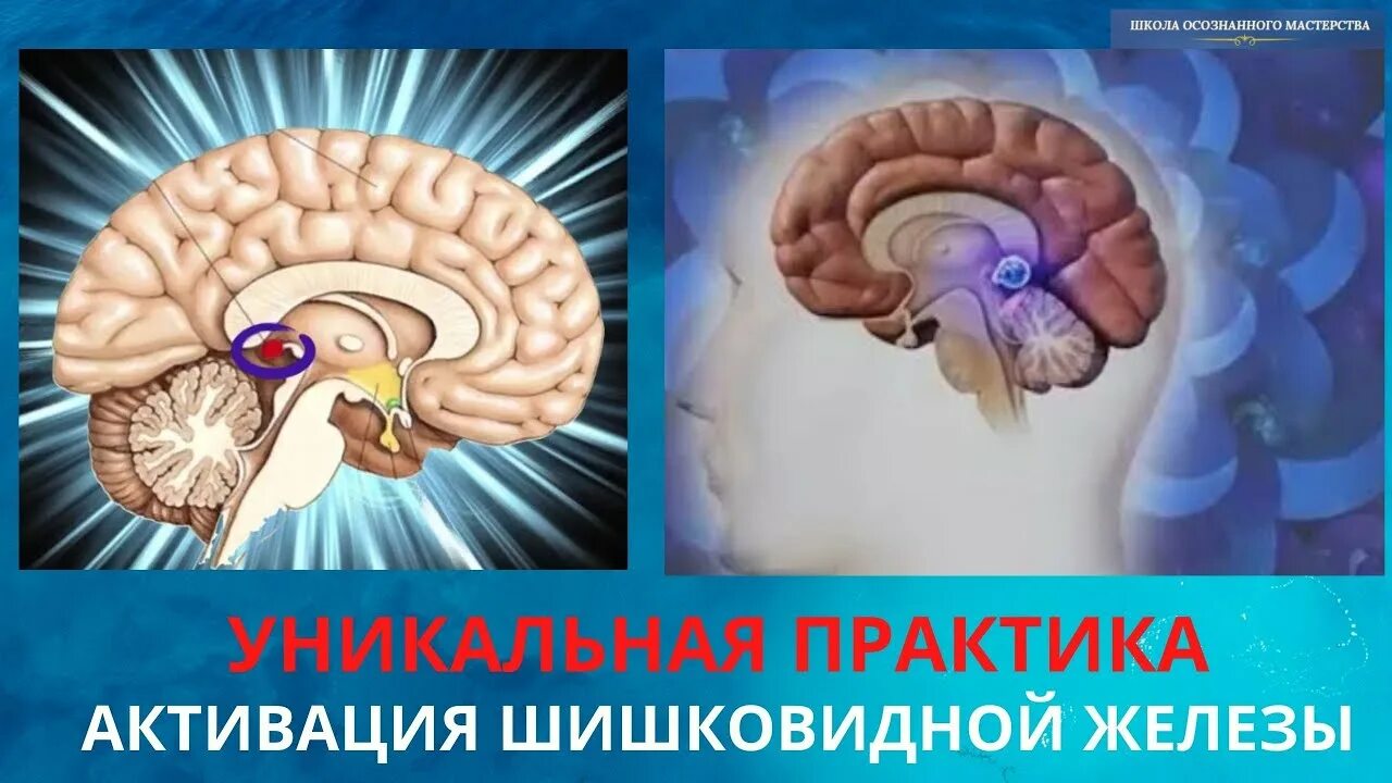 Медитация шишковидной железы. Активация шишковидной железы Джо Диспенза. Активация шишковидной железы. Активизация шишковидной железы. Шишковидная железа центр сверхспособностей.