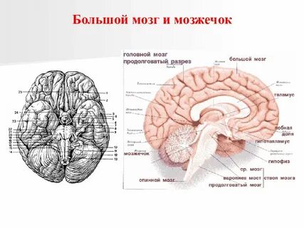 Самый большой мозг по отношению к телу