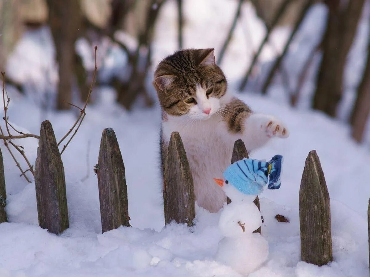 Снежок пришел. Кот в снегу. Зимние котики. Наступила зима.
