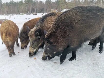 Село малый кабан