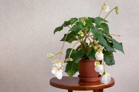 Бегония человека