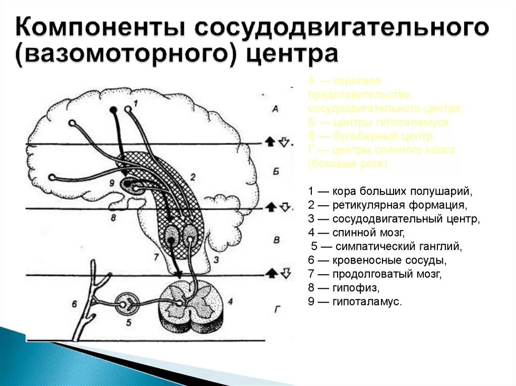 Сосудистый центр продолговатого мозга. Сосудисто двигательный центр продолговатого мозга. Сосудодвигательный центр, его функциональная организация.. Компоненты сосудодвигательного (вазомоторного) центра. Отделы сосудодвигательного центра физиология.