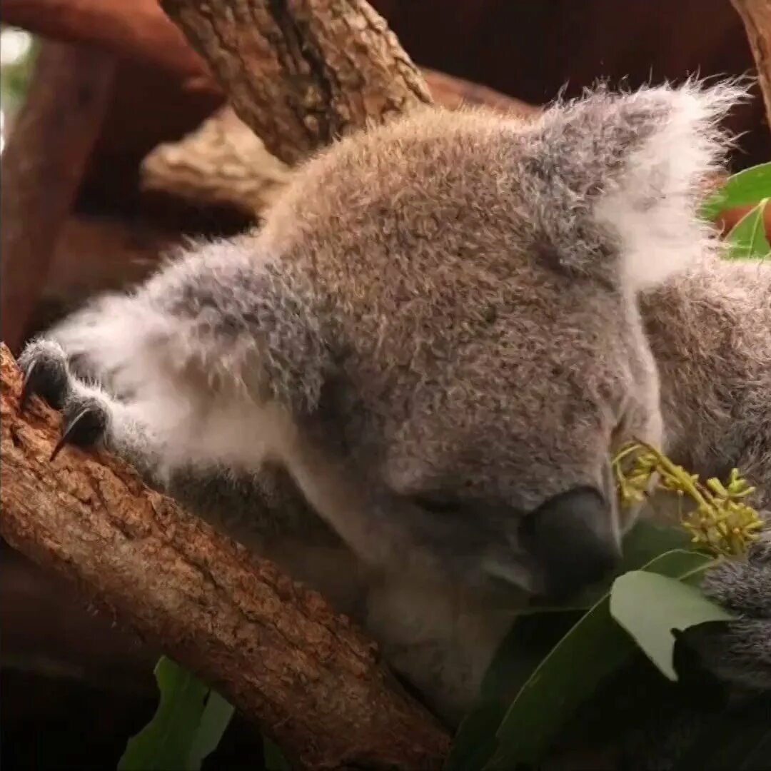 Коала эндемик. Коала Эстетика. Ленивая коала. Коала фото.