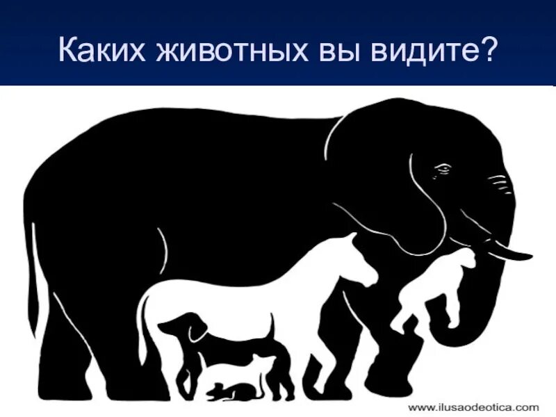 Сколько животных на картинке. Сколько жтвотный на картинке. Сколько животных вы видите. Сколько животных вы видите на картинке.