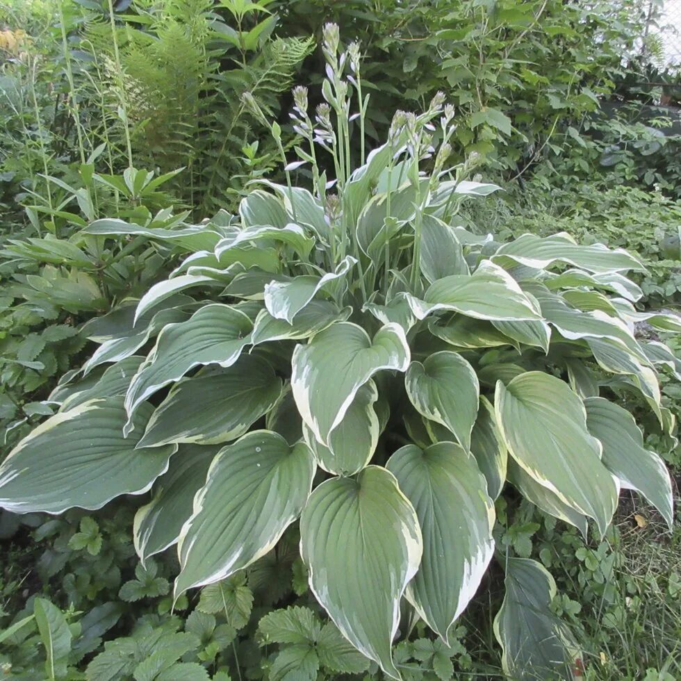 Хоста жизнь. Хоста «антиох» - hosta «antioch». хоста гибридная антиох. hosta antioch хоста. хоста волнистая антиох.