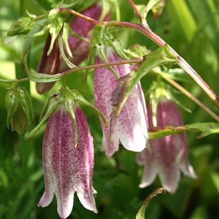 Колокольчик точечный хот Липс. Колокольчик точечный (Campanula punctata). Колокольчик поникающий, точечный Элизабет. Колокольчик точечный Пинк ред.