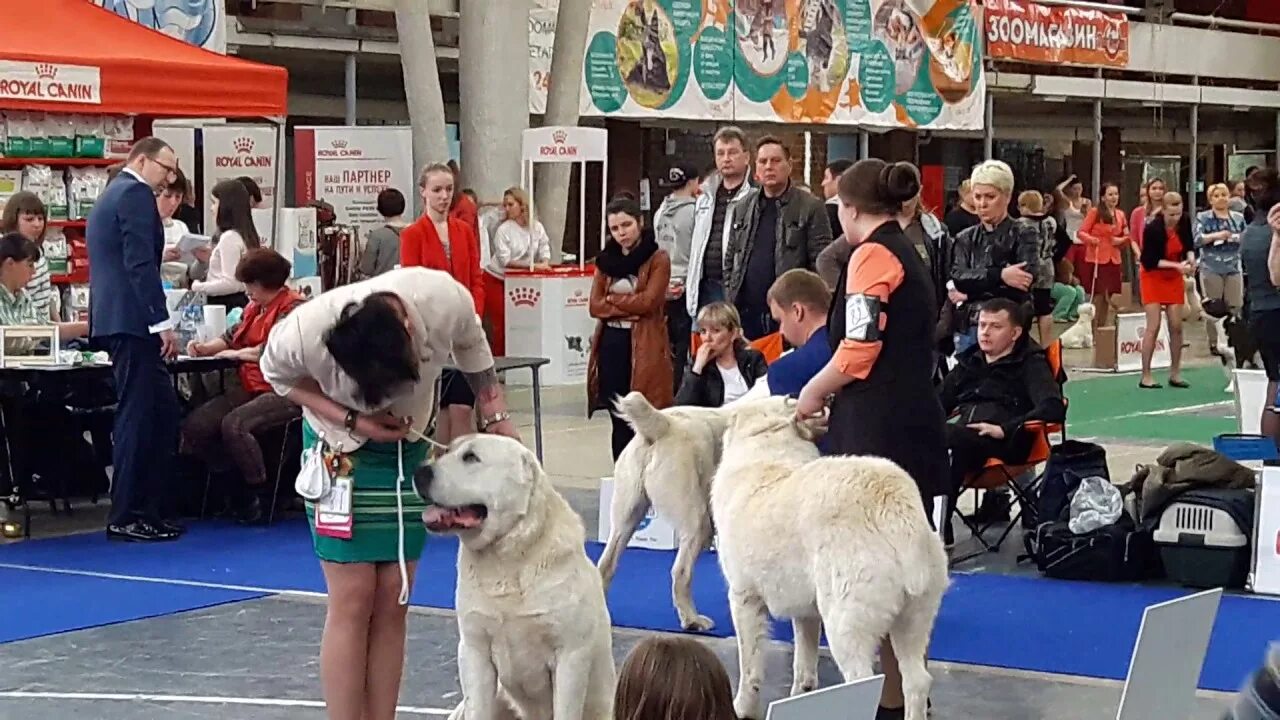 Выставки в Коске Россия в Екатеринбурге. КОСК Екатеринбург выставка собак. Выставка собак в КОСК Россия. Суздаль 6 мая 2023 выставка собак.