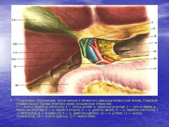 Винслово отверстие. Топографическая анатомия гепатодуоденальной связки. Топография печеночно-двенадцатиперстной связки. Печеночно 12 перстная связка. Синтопия элементов печеночно-двенадцатиперстной связки.