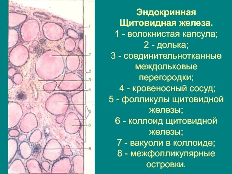 Срез щитовидной железы. Строение щитовидной железы микропрепарат. Строение щитовидной железы гистология. Щитовидная железа препарат анатомия. Тироциты щитовидной железы строение.