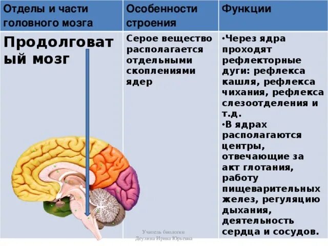 Центры головного мозга таблица. Функции отделов головного мозга биология 8 класс. Функции продолговатого мозга головного мозга. Отделы головного мозга строение и функции анатомии человека. Головной мозг строение и функции 8.